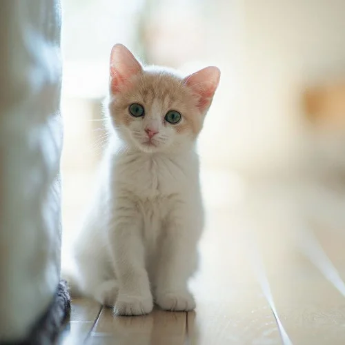 Cuánto Viven Los Gatos