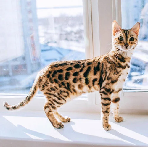 Gato Bengalí Atigrado