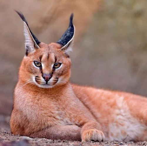 Las 14 Razas de Gatos Más Raras del Mundo caracal