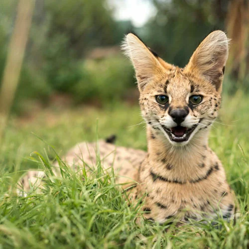 Las 14 Razas de Gatos Más Raras del Mundo