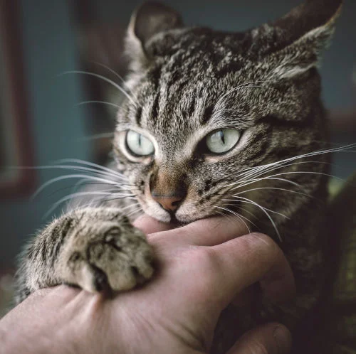 Por Qué Mi Gato Me Muerde