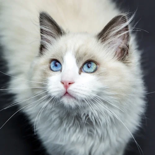 Gato Ragdoll blanco con ojos azules