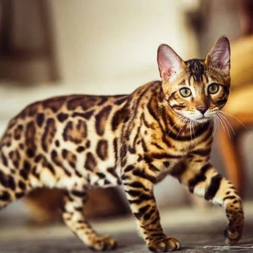 Razas de Gatos Únicas y Adorables Gato_Cheetoh_