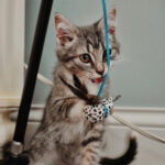 Juguetes Caseros Para Gatos